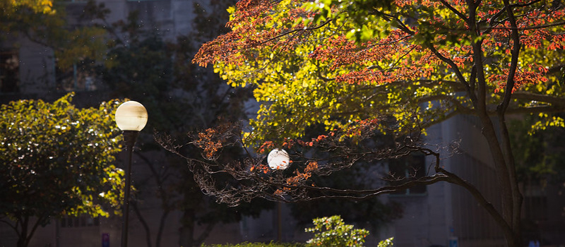 Campus trees change colors